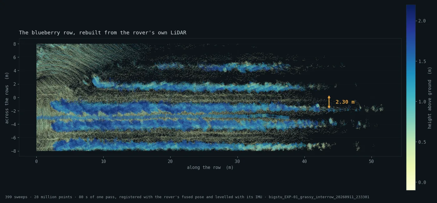 Plan view of 52 metres of blueberry row rebuilt from LiDAR: six parallel canopy rows coloured by height, with the 2.30 metre spacing between two of them marked.